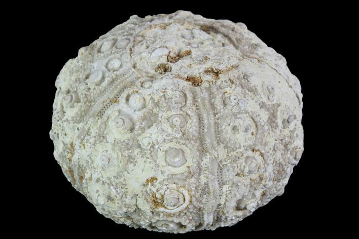 Detailed Nenoticidaris Fossil Urchin - Morocco #90415